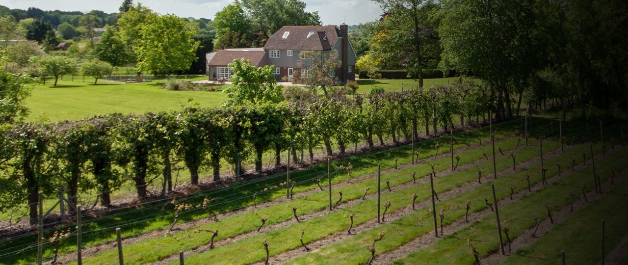 vineyard